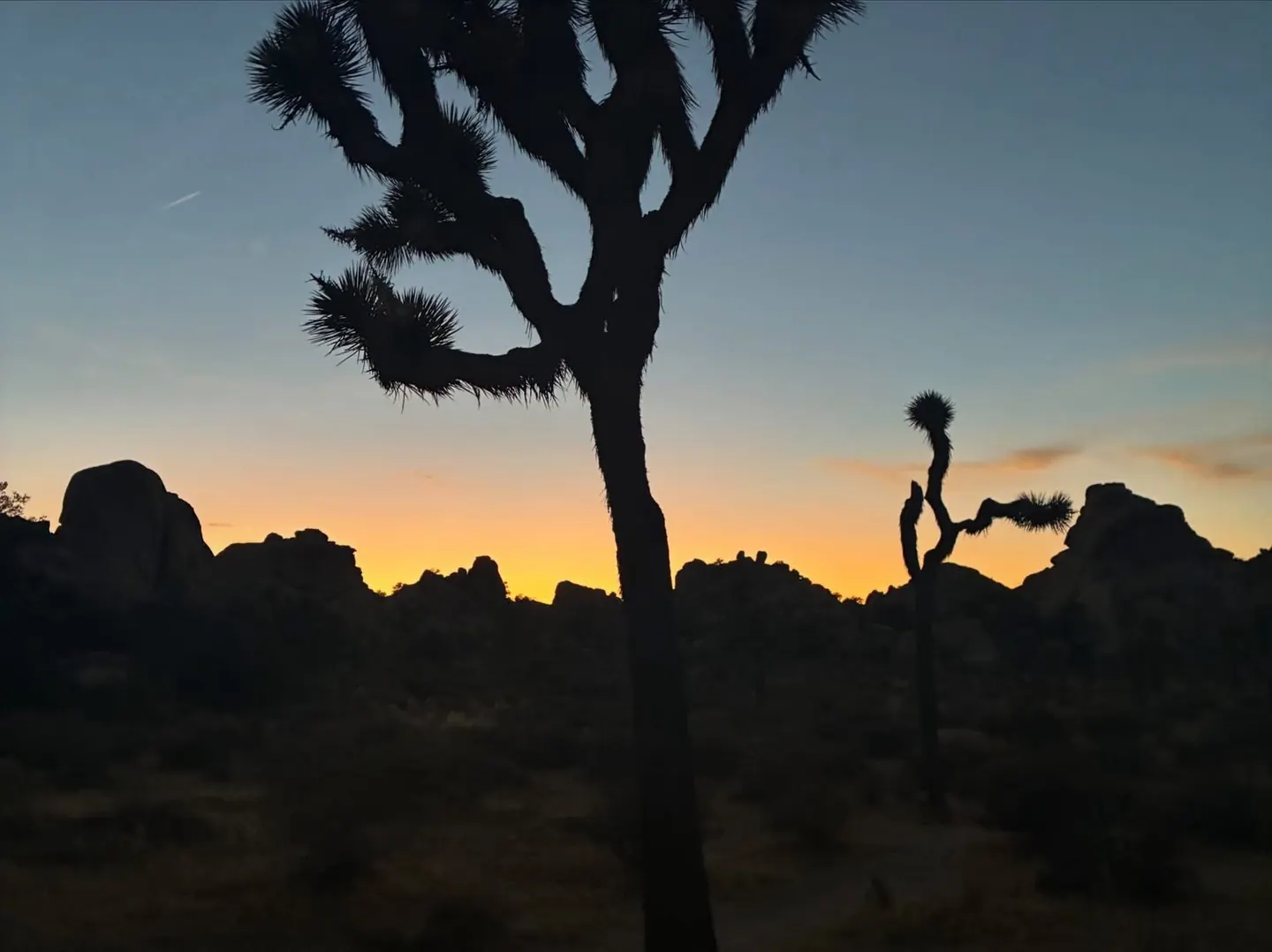 Joshua trees silhouetted against a desert sunset